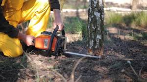How Our Tree Care Process Works  in  Ohatchee, AL